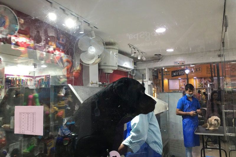 DogSpa and Pet Shop Franchise in India