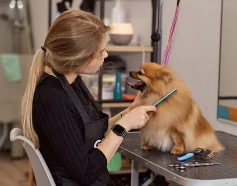 GROOM Franchise For Sale - Pet Grooming Salon