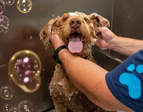 Zoomin Groomin Franchise — A Pawsitive Business Opportunity