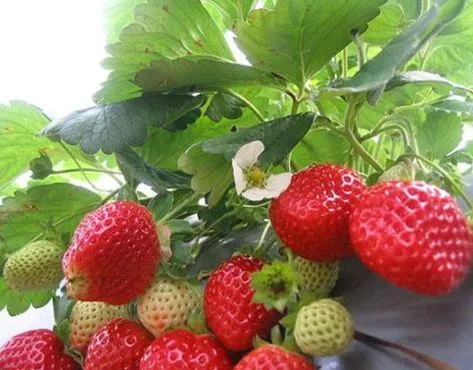 GREEN BAR Franchise – Vertical farm for growing greens, berries, edible flowers and vegetables in urban spaces - image 4