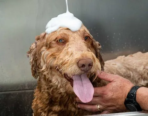 Zoomin Groomin Franchise — A Pawsitive Business Opportunity - image 4