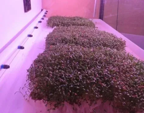 Simple and Technological Business Growing Live Superfood