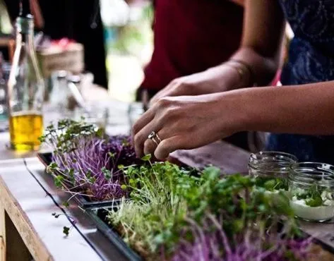 GREEN BAR Franchise – Vertical farm for growing greens, berries, edible flowers and vegetables in urban spaces - image 3