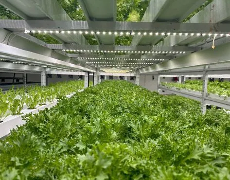 Jashellek franchise - growing of micro greens, salads and edible flowers - image 2