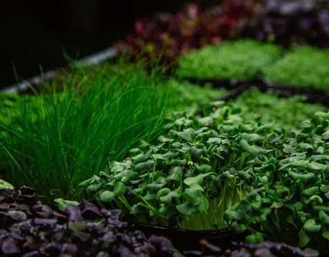 Jashellek franchise - growing of micro greens, salads and edible flowers