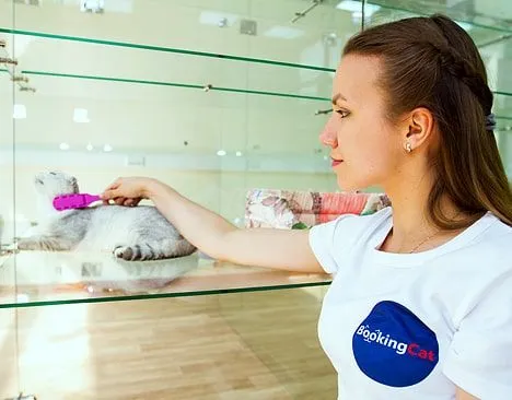 BookingCat Franchise For Sale - Pet Hotels Chain - image 2