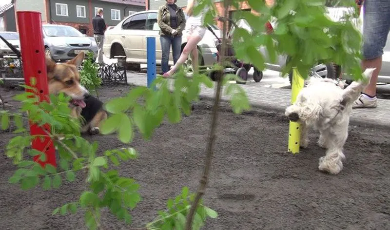 ParaDogs - dog walking