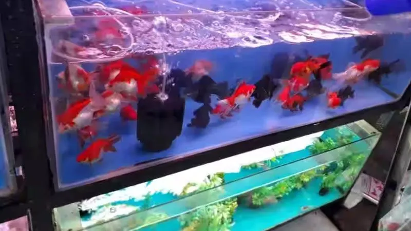 NEMO AQUARIUM NEMO AQUARIUM