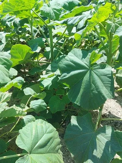 Greening.Global Franchise (1)