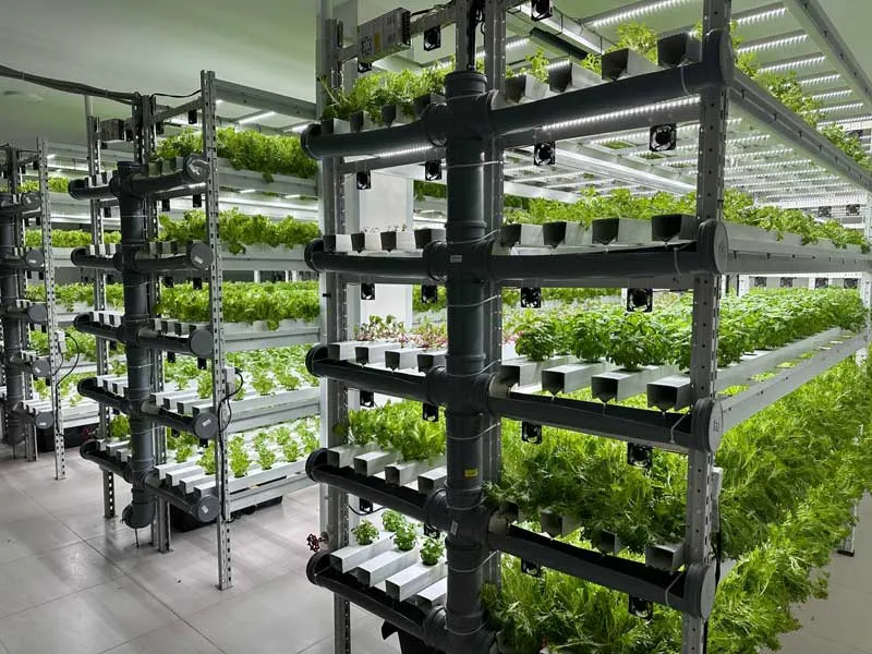 Jashellek franchise - plants