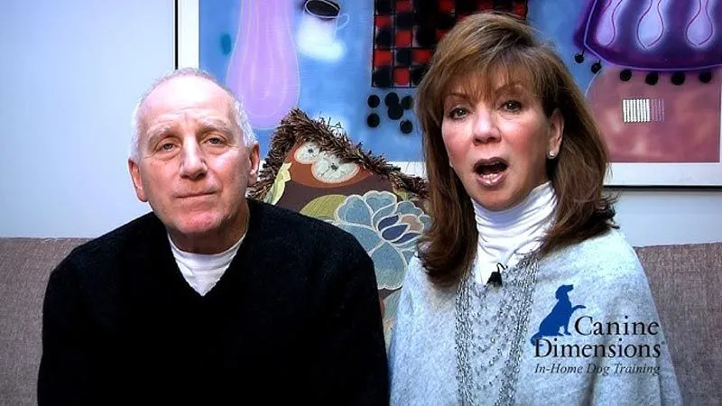 About Canine Dimensions franchise