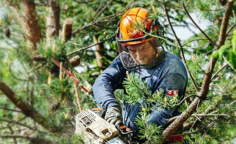 MONSTER TREE SERVICE - work