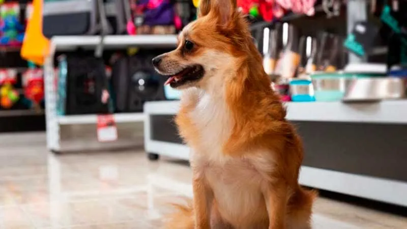 Top Pet Store Franchise Opportunities in USA for 2025