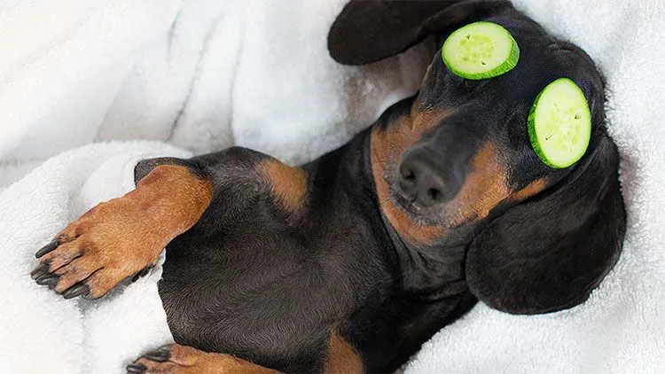 Top Pet Spa Franchise Business Opportunities in USA in 2025