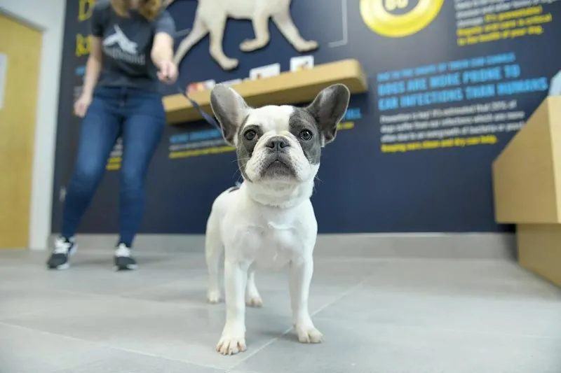 About the scenthound franchise