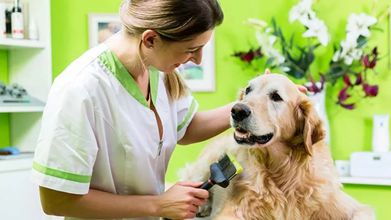 Best Pet Franchise Businesses in India for 2025