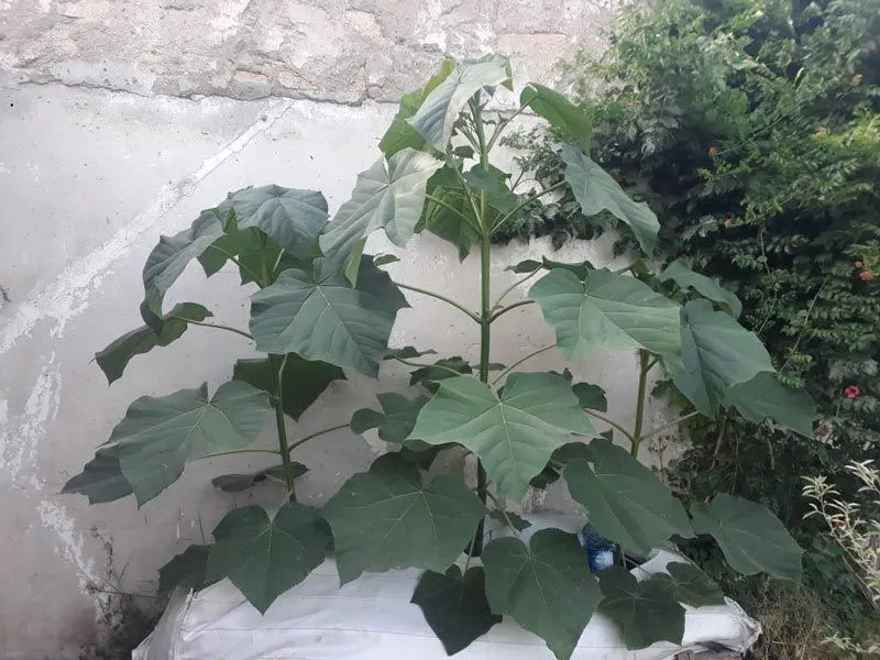 Greening.Global Franchise - Paulownia wood (2)