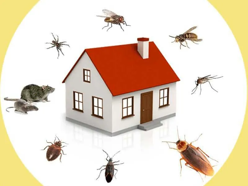Top 7 Pest Control Franchise Businesses in India for 2025
