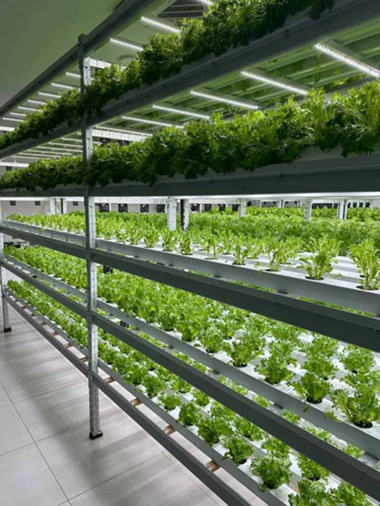 Jashellek franchise - plants (3) Jashellek franchise - plants (3)