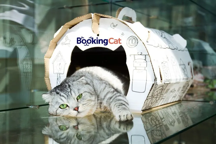 Start your own business franchise opportunity - BookingCat