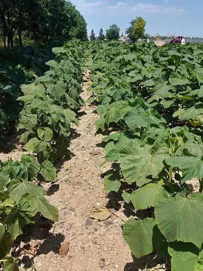 Greening.Global Franchise