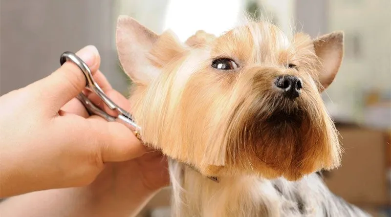 Top Pet Business Franchises