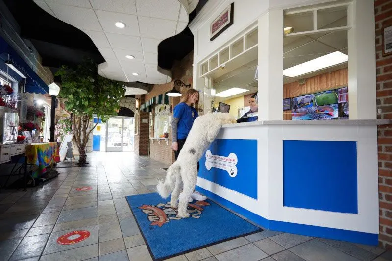 All American Pet Resorts Franchise