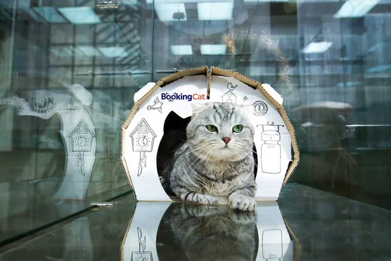 Pet franchise opportunities - Hotels Chain BookingCat