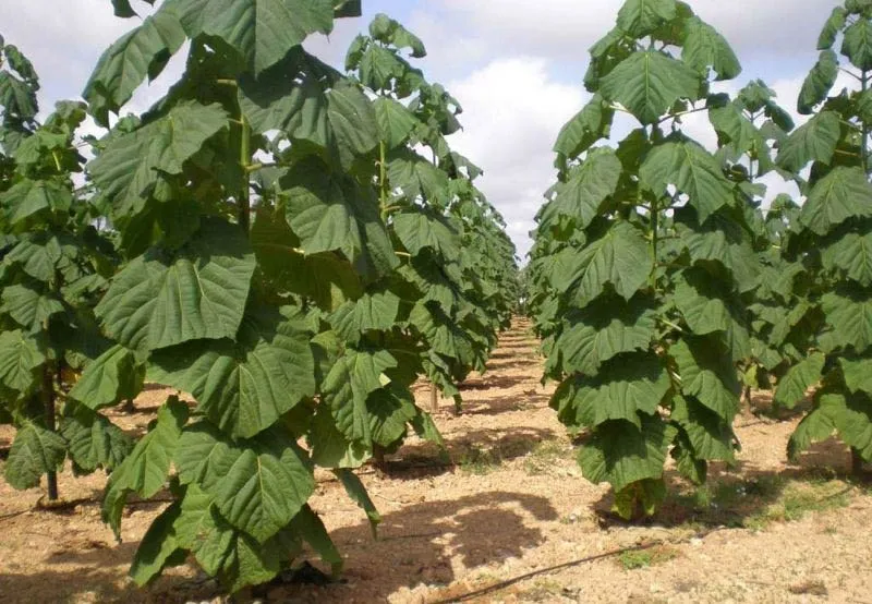 Greening.Global Franchise