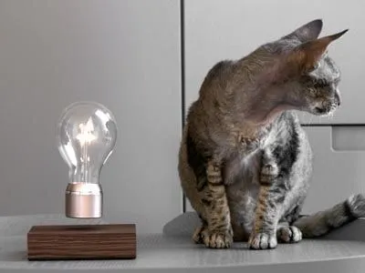 successful LEVITTA franchise business successful LEVITTA franchise business