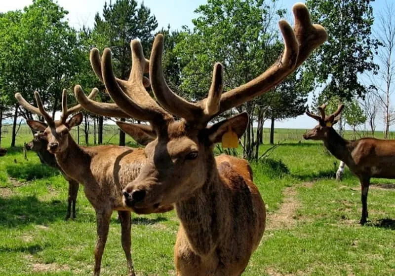 Pantovital franchise