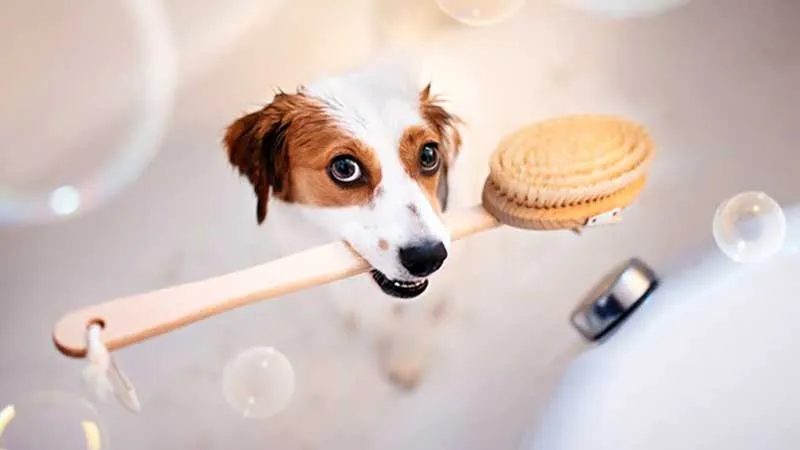 Top Pet Wash Station Franchise Businesses in USA of 2025