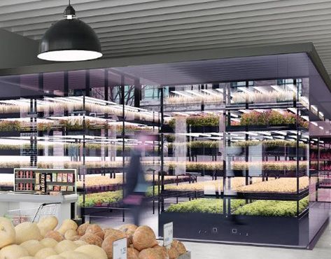 GREEN BAR Franchise – Vertical farm for growing greens, berries, edible flowers and vegetables in urban spaces - image 2