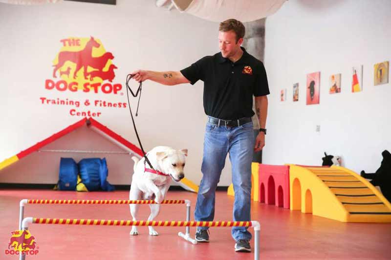 The Dog Stop Franchise