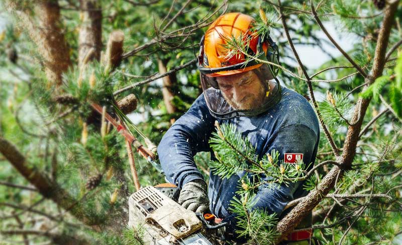 MONSTER TREE SERVICE - work