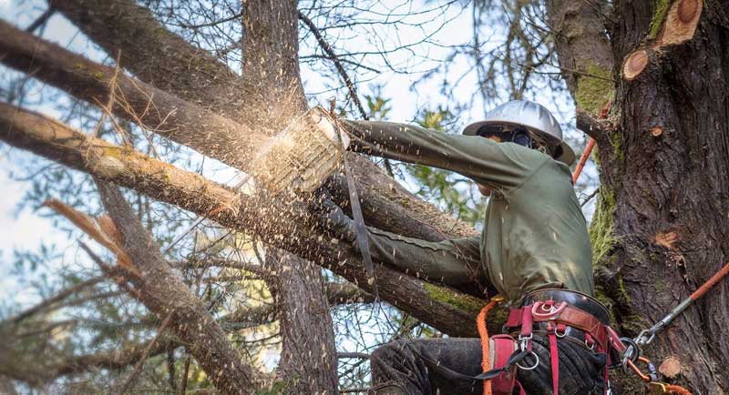 MONSTER TREE SERVICE - employee