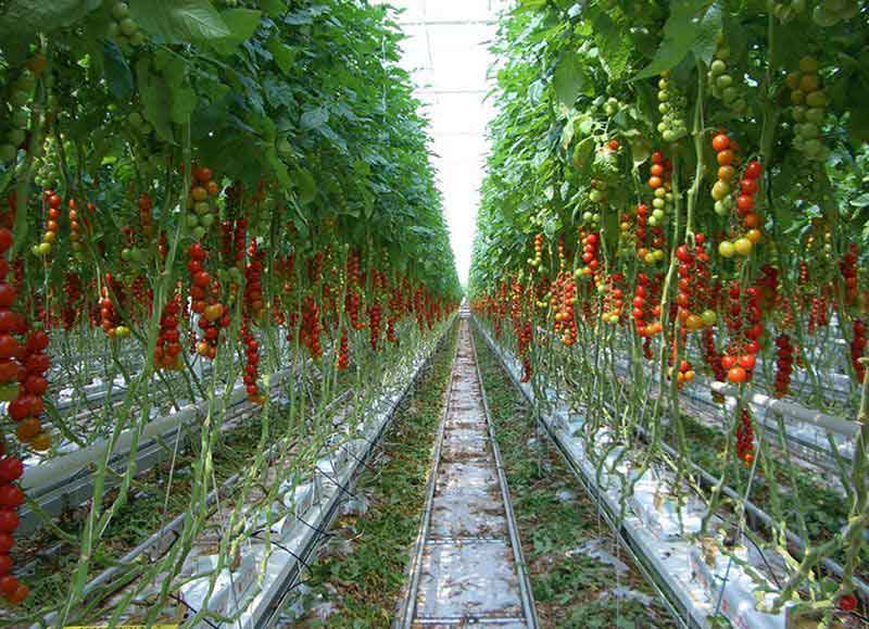 Agrotech Space Agrocluster Franchise Cost