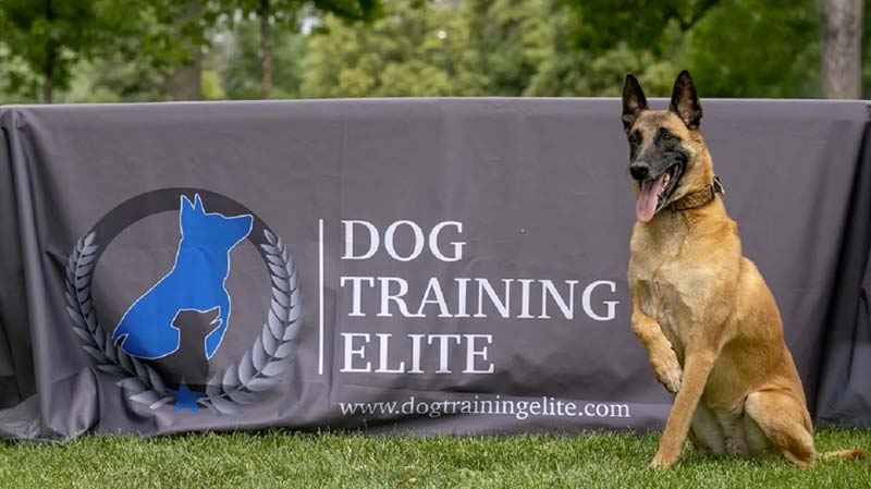 About Dog Training Elite franchise