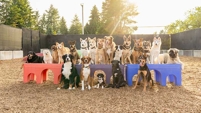 Top Dog Daycare Franchises For Sale in USA in 2022