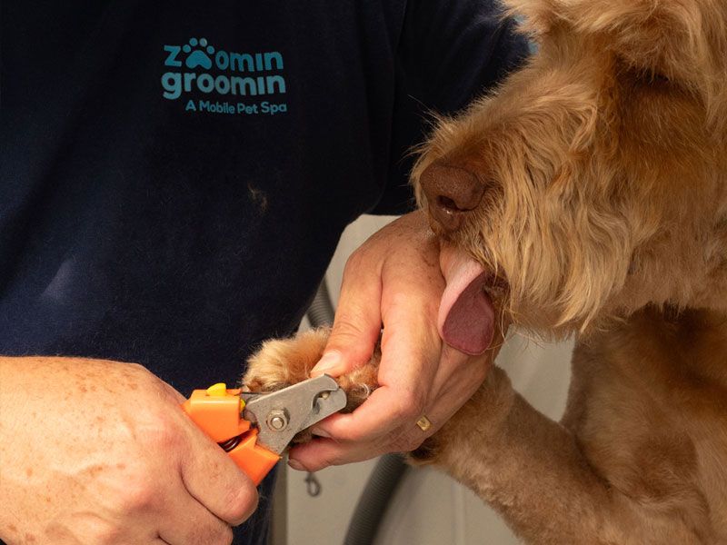 Zoomin Groomin Mobile Pet Spa franchise (3)