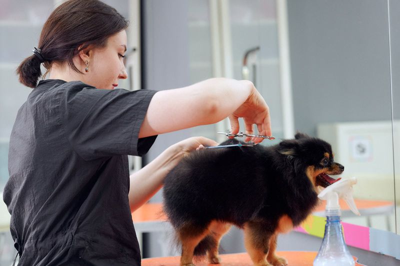 GROOM - pet grooming