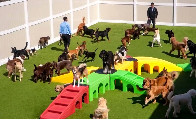 K9 Resorts Daycare & Luxury Hotel Franchise