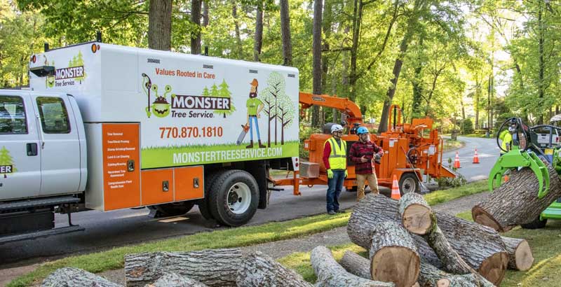 MONSTER TREE SERVICE - felling of trees