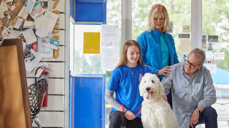 All American Pet Resorts