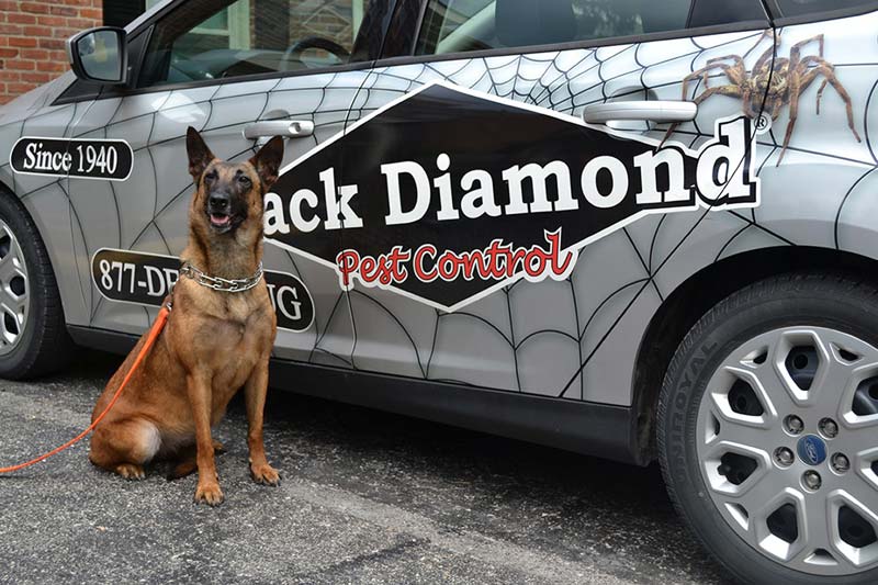 Black Diamond Pest Control