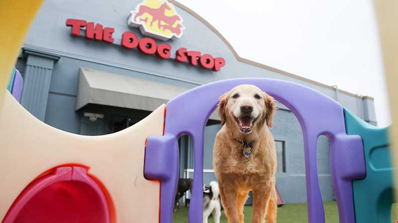 The Dog Stop franchise