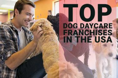 Top 5 Dog Daycare Franchises For Sale in USA in 2023