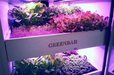 Russian artificial intelligence will grow raspberries in the United Arab Emirates