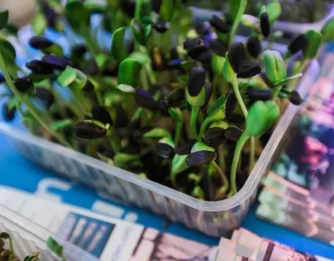 Microgreens - a new trend in urban live food