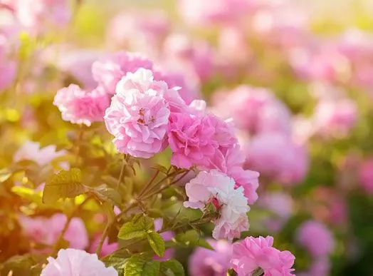 start your own business - Crimean Rose franchise opportunity